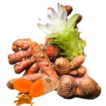 Pack 10 Turmeric Root, Fresh Yellow Turmeric Roots, Curcuma Longa Ginger Roots for Planting or Culinary, Suited for Zones 8 to 11