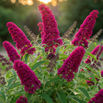 Random Buddleia Butterfly Bush Plant Live, 5-9" in Tall, No Pot, Perennial Bushes Ready to Plant in Spring Outdoor Gardening, Dormant in Winter