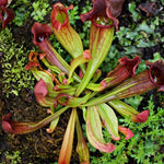 Nepenthes Pitcher Plant Pots Live Plants, Purple Pitcher Nepenthes for Terrariums Backyard Gardens, Size Starter 8 Months Old for Easy Planting Indoor Outdoor