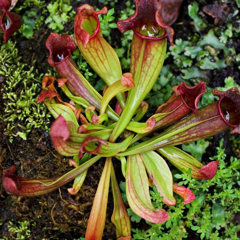 Nepenthes Pitcher Plant Pots Live Plants, Purple Pitcher Nepenthes for Terrariums Backyard Gardens, Size Starter 8 Months Old for Easy Planting Indoor Outdoor