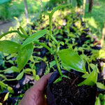Fast Growing Vanilla Bean Orchid Live Plant, Green Fragrant Beans Vanilla Starter Plant, 3 to 7 Inches in Tall, Rare Plant Outdoor Indoor