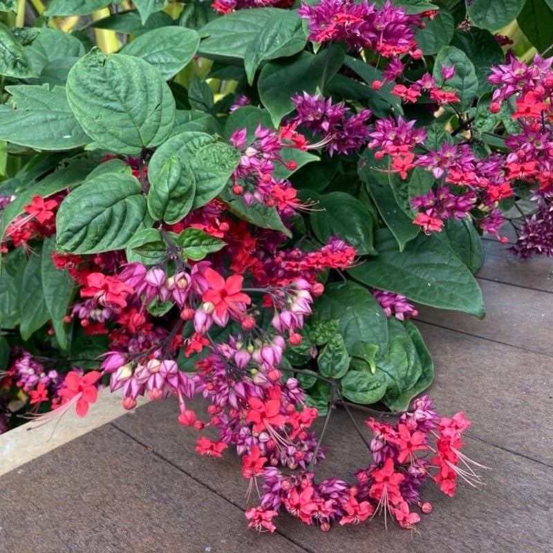 Set 2 Clerodendrum Bleeding Heart Plants Live, Clerodendrum Bleeding Heart Vine, Bell Shaped Flowers (Red Purple Bleeding Heart)
