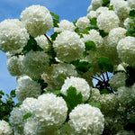 Old Snowball Viburnum Plant Live 4" Pot, Fragrant White Blooming Shrub 6-10 Inches, Viburnum Bush Ready to Grow