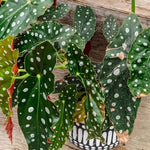 2 Begonia Live Plants Outdoor, Angel Wing Begonia Maculata Plants Live, 5-9" Tall, Ornamental Foliage Houseplant for Home or Office (Pink White Spot)