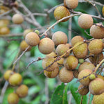 Live Longan Tree Plant, Sweet Longan Fruit Tree Starter for Home Garden, 5-8 Inch Tall