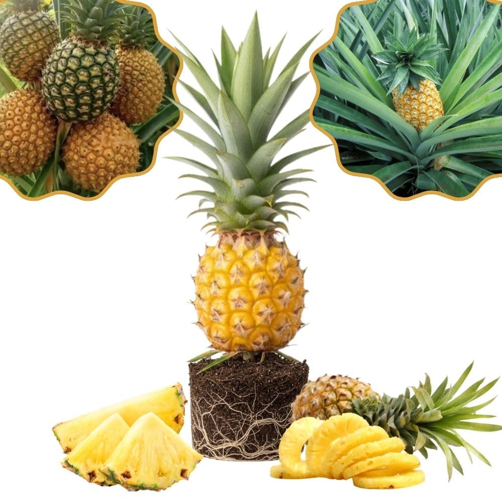 Live Pineapple Gold Plant, 4-8 Inches Tall, Sweet Pineapple Fruit Live Plant, Tropical Tree for Planting Outdoor, No Pot