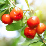 Acerola Barbados Cherry Tree Live Plant, 4-8 Inch Height, Live Barbados Cherry Plant Live to Grow Your Garden, No Pot