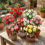02 Mixed Desert Rose Live Plants, Starter Adenium 3-6 Inches Tall, No Pot, No Flower, Tropical Flowering Succulent Plants for Indoor Outdoor Growing