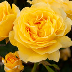 Rose Bush Live Plant, Heirloom Rose Plant Live for Planting, 5-9 Inch Tall, Fragrant Rose Flowers Well Rooted Starter Plant, Yellow Rose