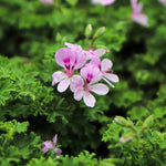 Set of 2 Live Citronella Plant, Citronella Herb in 4 Inch Pots for Indoor or Outdoor Planting