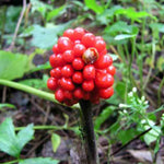 5 Jack in The Pulpit Bulbs for Planting Indoor Outdoor, Jack in The Pulpit Tubers Ready to Grow