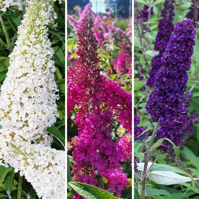 Random Buddleia Butterfly Bush Plant Live, 5-9" in Tall, No Pot, Perennial Bushes Ready to Plant in Spring Outdoor Gardening, Dormant in Winter