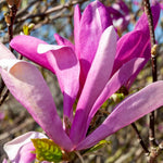 Magnolia Tree Live Plant 6 to 12 Inch Height, Fragrant Magnolia Plant Live to Grow, Magnolia Bush Flowers (Ann Magnolia)