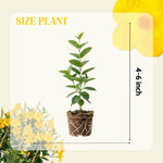 2 Yellow Mandevilla Plants Live, 4-6'' Tall, Mandevilla Flower Plants, Vibrant Flowers Plant for Outdoor Growing