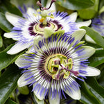 Passion Flower Plant Live, Passiflora Flowering Vine, Trailing Passion Flowers 4 to 8 Inch Tall (Rare Blue)