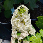 Dormant Hydrangea Live Plant Bush Shrub for Planting, 5 to 9" Hydrangea Tree Plant for Outdoor Planting, Change Color Flower Blooms (Queen)