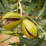 Pecan Tree Live Plant, Outdoor Garden Nut Tree, 1-1.5 Ft Tall