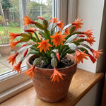 Orange Easter Cactus Plant Live 4-6 Inches, Vibrant Spring Bloomer for Indoor Decor, Patio Pots, Ready to Grow
