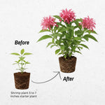 Pink Shrimp Plant Live, Live Shrimp Shrubs Plant, 5-7 Inches Tall, Easy Care Houseplant, Fragrant Blooms, Indoor Outdoor Growing