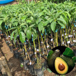HASS Avocado Tree Live Plant, 1 Year Old Seedling, 8–16” Tall in Half Gallon Pot, Avocado Starter Plant for Outdoor Growing, No CA