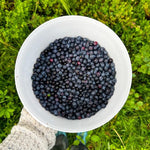 Live Black Huckleberry Bush in 5" Pot, Edible Sweet Berry Shrub, Fruiting Plant for Outdoor Garden and Patio, 6-10 Inch Tall