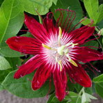 Pack 2 Passion Flower Plants, Mixed Passiflora Vine Flowering Plant 4-7 Inch Tall, Indoor Outdoor Planting