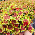 2 Bicolor Leaves Scented Geranium Plants Live 4–7 Inches Tall, Fragrant Flowering Geranium Herb Plant, Indoor Outdoor Container Plant for Garden