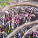 2 Fountain Grass Plants Live, 5-9 Inch Tall Ornamental Grass Live Plants for Landscaping and Garden Borders (Red Purple Fountain Grass)