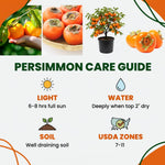 Persimmon Tree Seedling, 1-2 Ft Tall
