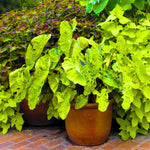 Colocasia Elephant Ears Live Plant, Alocasia Plant, Esculenta Taro Live Houseplant, 5-7 Inc Tall (Green Black Leaf)