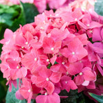 Hydrangea Plant Live Tree Dormant in Winter, Vibrant Color Bloom, 5-11" Well-Rooted Hydrangea Shrub Bush for House Planting Outdoor (Pink to Blue to Purple)