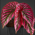 3 Packs Rare Deep Red Begonia Angel Wing Maculata Live Plants, 5-9 Inch Tall, Indoor Outdoor Polka Dot Begonia