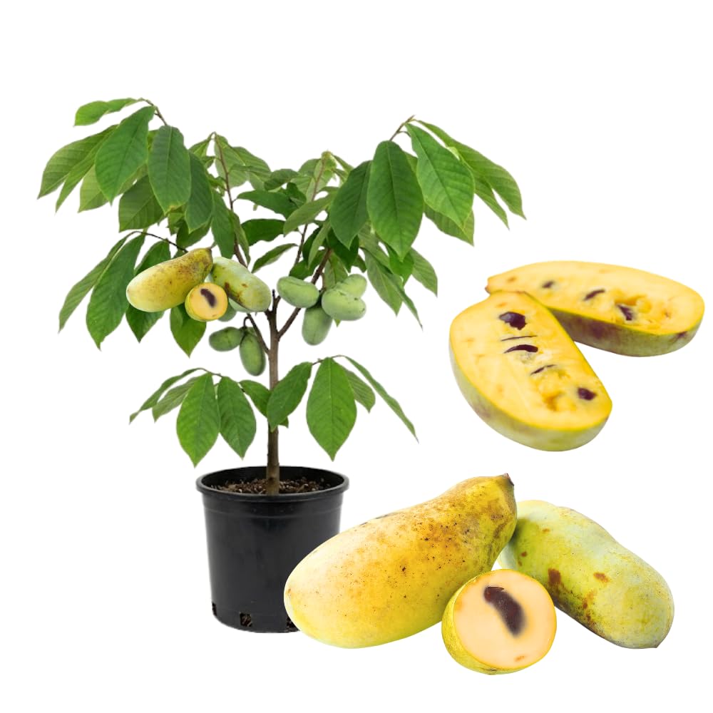 Pawpaw Live Plant, Home Garden Fruit Tree, 8-12 Inch Tall