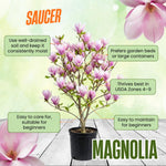 Magnolia Plant Live 6 to 12 Inches Tall, in 2.5 Inches Pot, Magnolia Tree Live Plant, Fragrant Magnolia Flowers (Saucer Magnolia)