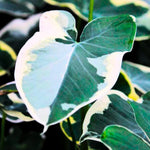 Green White Colocasia Elephant Ear Plants Live 4–7 Inches Tall, Taro Alocasia Tropical Foliage Plants for Outdoor Garden Home Decor