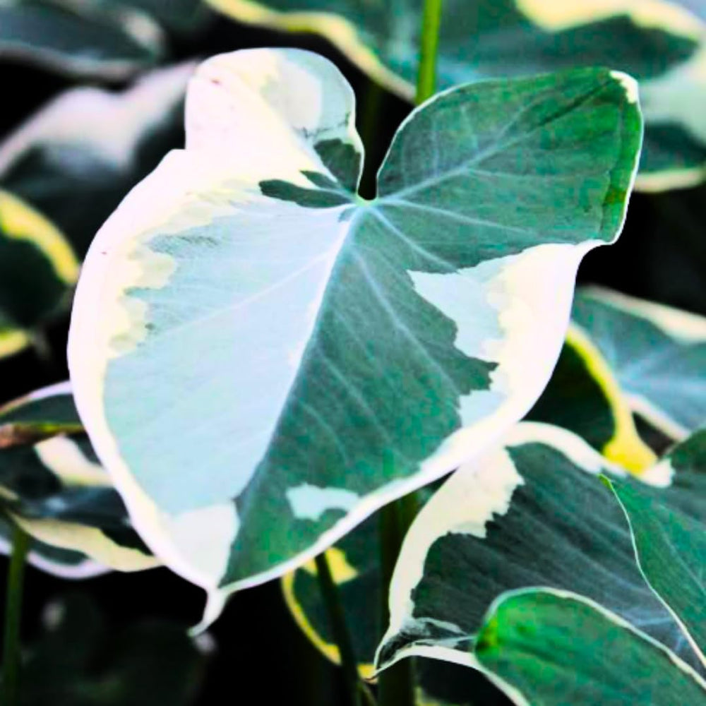 Green White Colocasia Elephant Ear Plants Live 4–7 Inches Tall, Taro Alocasia Tropical Foliage Plants for Outdoor Garden Home Decor