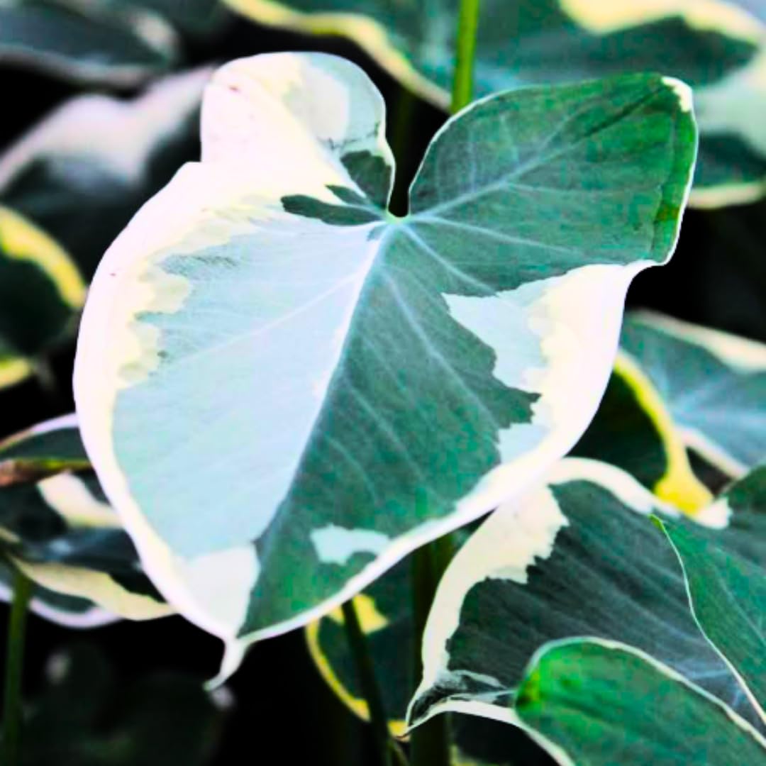 Green White Colocasia Elephant Ear Plants Live 4–7 Inches Tall, Taro Alocasia Tropical Foliage Plants for Outdoor Garden Home Decor