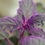 Set of 2 Live Gynura Purple Passion Plant, Royal Velvet Houseplant, 4-8 Inches Tall, Ready for Planting
