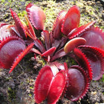 3 Red Venus Flytraps Plants Live, Starter Plants Fly Trap Dionaea Muscipula for Plantsing