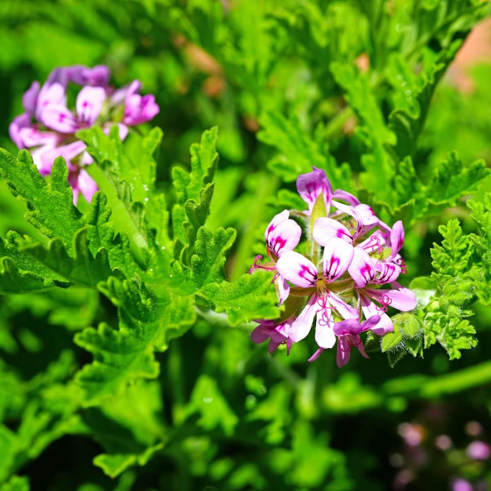 Pack 3 Live Citronella Plants Live, Fragrant Citronella Geranium Plants Well Rooted, 5-8 Inch Tall for Outdoor Containers and Gardens