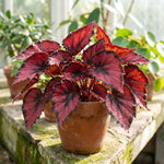 Red Begonia Plant Live 4-6 Inches, Starter Begonia Well Rooted, Colorful Foliage Plant for Indoor Decor and Patio Pots