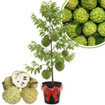 Custard Sugar Apple Tree Live Plant, 2-3 Ft in One Gallon Pot, 2 Years Old Tree Annona Squamosa Soursop Like, Outdoor Spring Tropical Fruit Planting, No CA