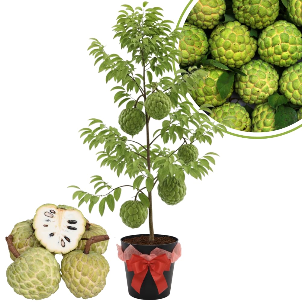 Custard Sugar Apple Tree Live Plant, 2-3 Ft in One Gallon Pot, 2 Years Old Tree Annona Squamosa Soursop Like, Outdoor Spring Tropical Fruit Planting, No CA