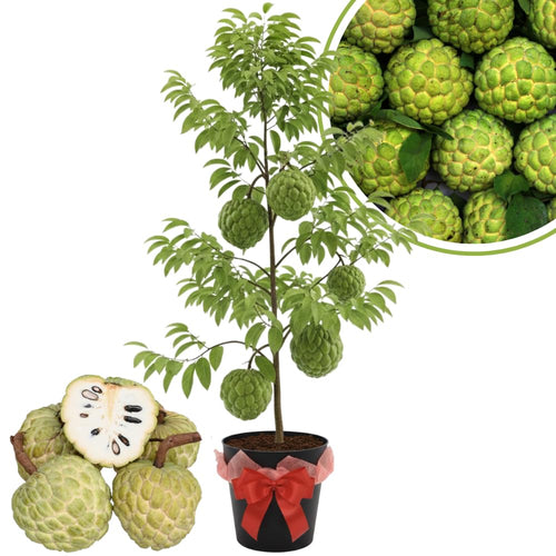 Custard Sugar Apple Tree Live Plant, 2-3 Ft in One Gallon Pot, 2 Years Old Tree Annona Squamosa Soursop Like, Outdoor Spring Tropical Fruit Planting, No CA