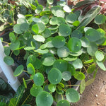 Set 6 Pilea Peperomioides Plants Live, Live Pilea Peperomioides Plants, 3 to 5 Inc Long, Money Plants Live, Money Plants Pot, Pilea Peperomioides Live Plant
