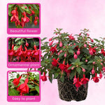 2 Red Fuchsia Live Plants 4-7'' Tall, Hardy Hanging Basket Flower Plant, Shade Loving Blooming Fuchsia Starter Plants