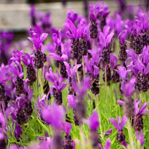 02 Lavender Plants Live Indoor Outdoor Spring Planting, Size 5-9" in Tall, Fragrant Bush for Indoor Outdoor Growing, Spring Bloom (Spanish Lavender)