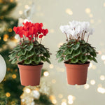 Set of 2 Cyclamen Plants Live, Hardy Cyclamen Plants, Vibrant Blooming Houseplant, 4 Inch Pot for Planting (Mix)