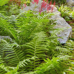 Pack of 20 Fern Bare Roots, Live Lady Fern Plants, 3 to 6 Inches Long, Fern Tree Live Plant for Garden, Fern Live Plants Outdoor Indoor, Live Fern Plants