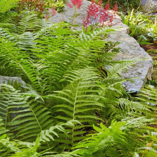Lady Fern Bare Roots, 10 Fern Plants Live, 3 to 6 Inches in Height, Live Fern Plant, Fern Live Plants Outdoor Indoor, Fern Tree Live Plant for Garden